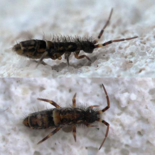 Orchesella cincta